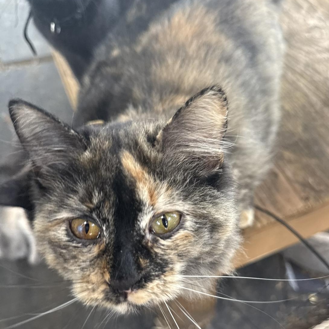 Cardamom (Carde), adopted, Young Female Domestic Long Hair.