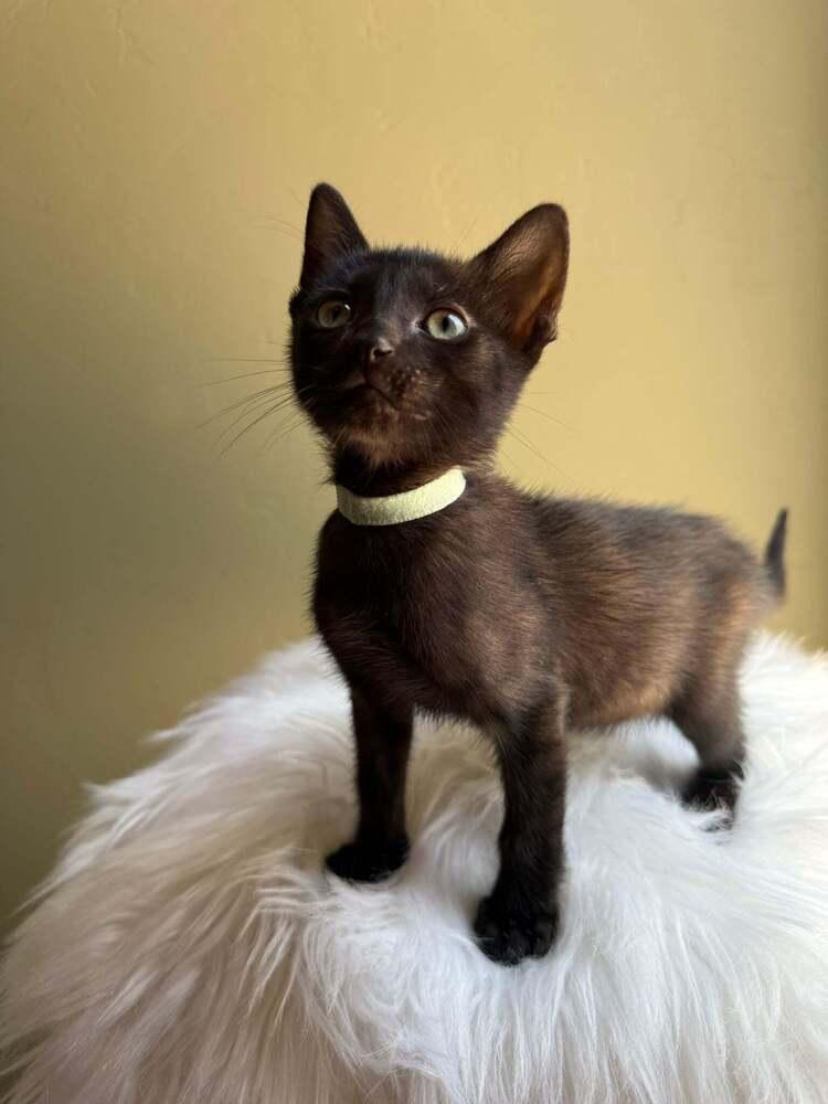Chips Ahoy, Adoptable, Kitten Male Domestic Short Hair.