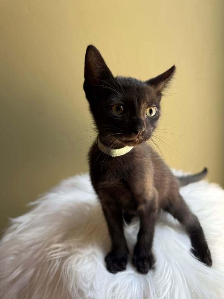 Chips Ahoy, a Adoptable mixed breed in tucson, AZ image 2/3