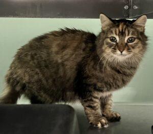 Tulsa, ADOPTABLE, Adult Female Domestic Short Hair.
