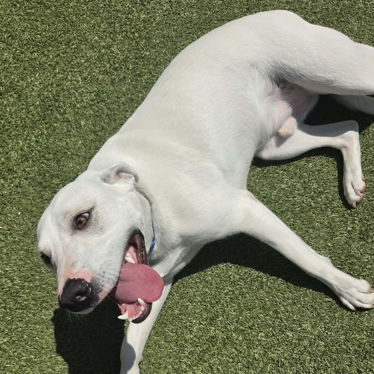 Ozzy, a ADOPTABLE Mixed Breed in Fall River, MA image 2/2