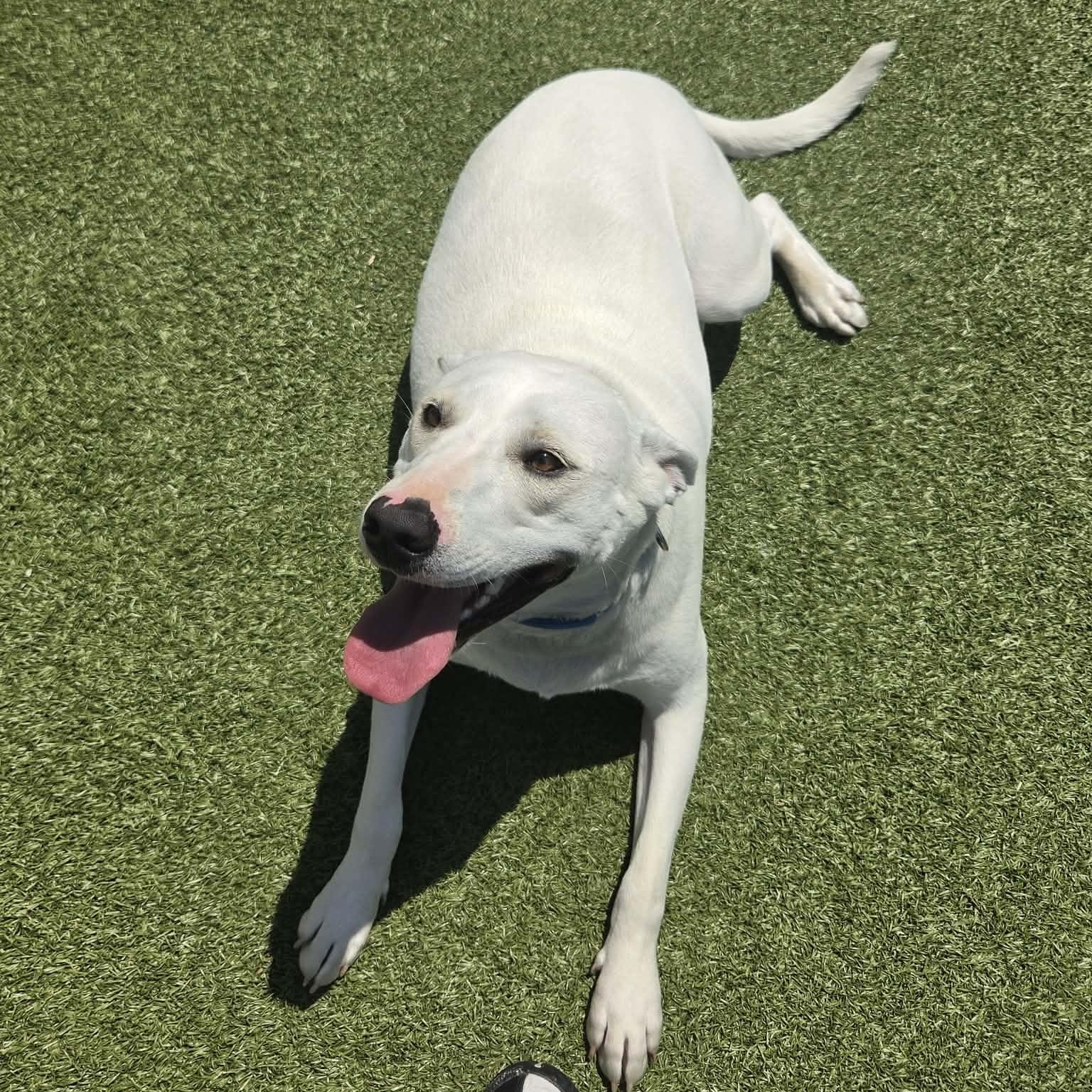 Ozzy, ADOPTABLE, Young Male Mixed Breed.