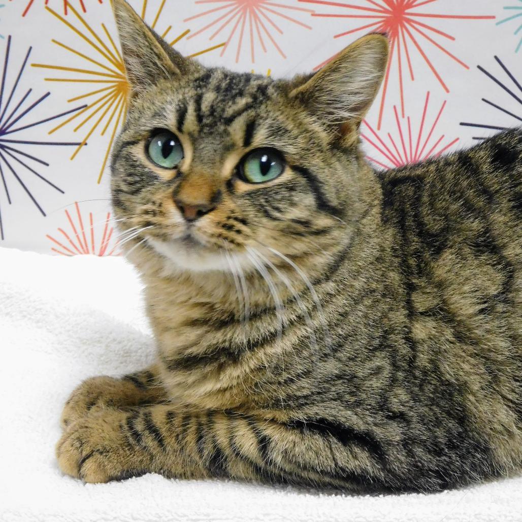 Winona, Adoptable, Adult Female Domestic Short Hair.
