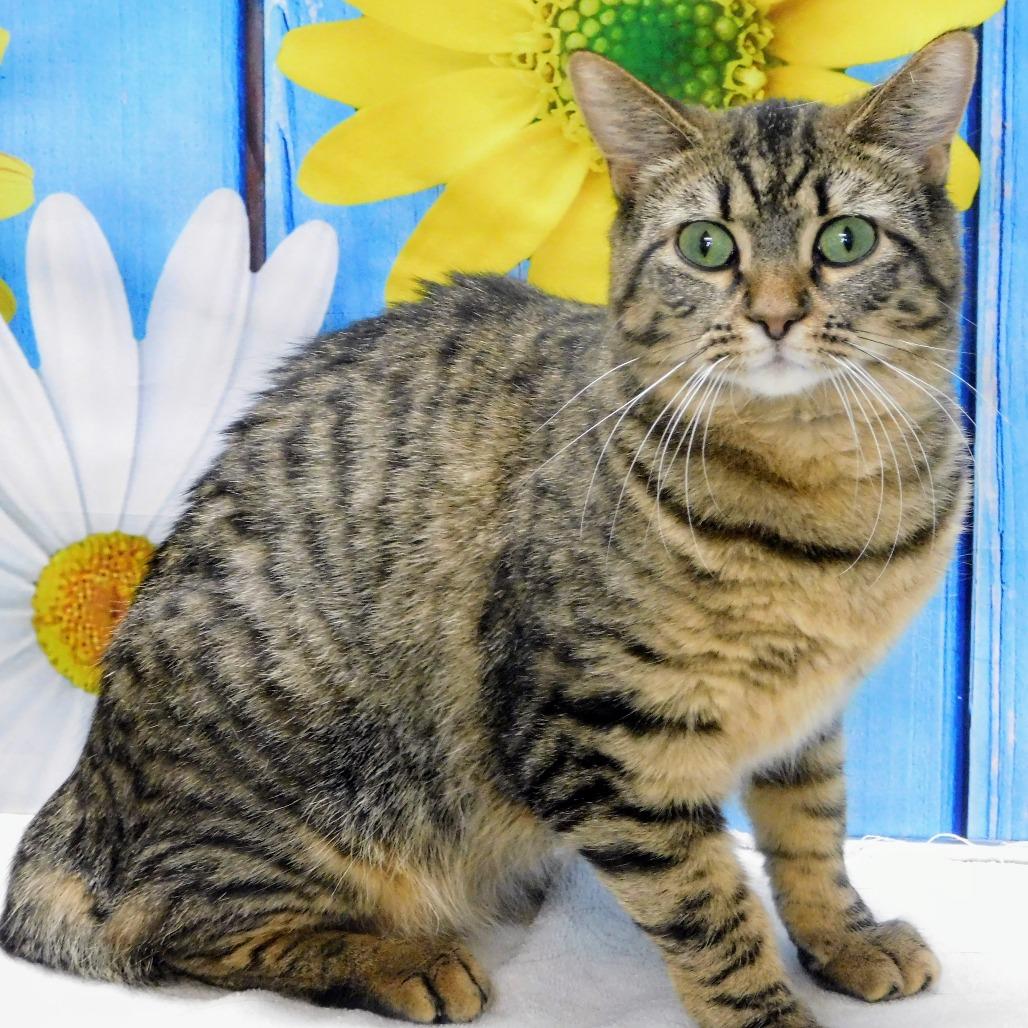 Enlarge Winona, a Adoptable Domestic Short Hair in Canton, IL image 4/6