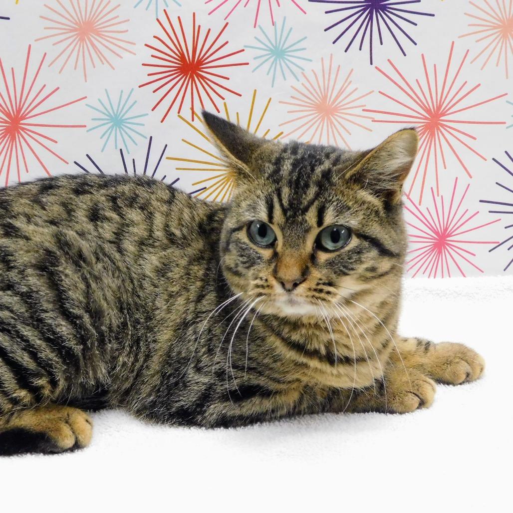 Enlarge Winona, a Adoptable Domestic Short Hair in Canton, IL image 4/6