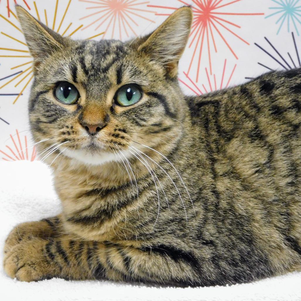 Enlarge Winona, a Adoptable Domestic Short Hair in Canton, IL image 5/6