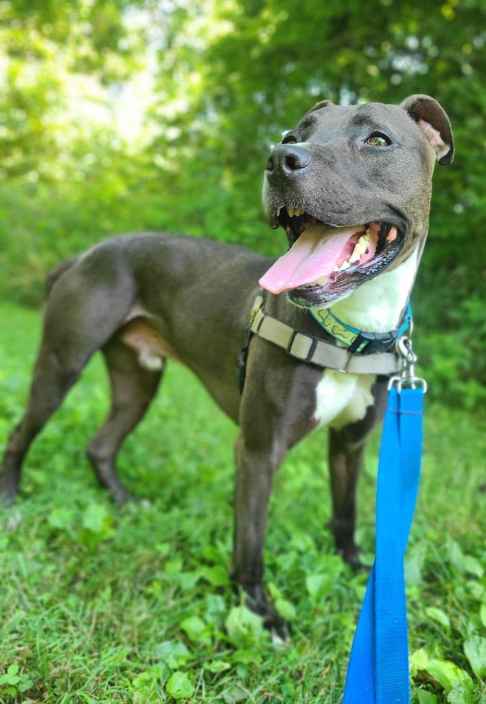 Tootsie Roll, Adoptable, Senior Male Pit Bull Terrier.
