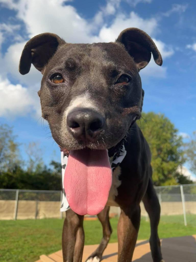 Enlarge Tootsie Roll, a Adoptable mixed breed in Hamilton, OH image 2/2