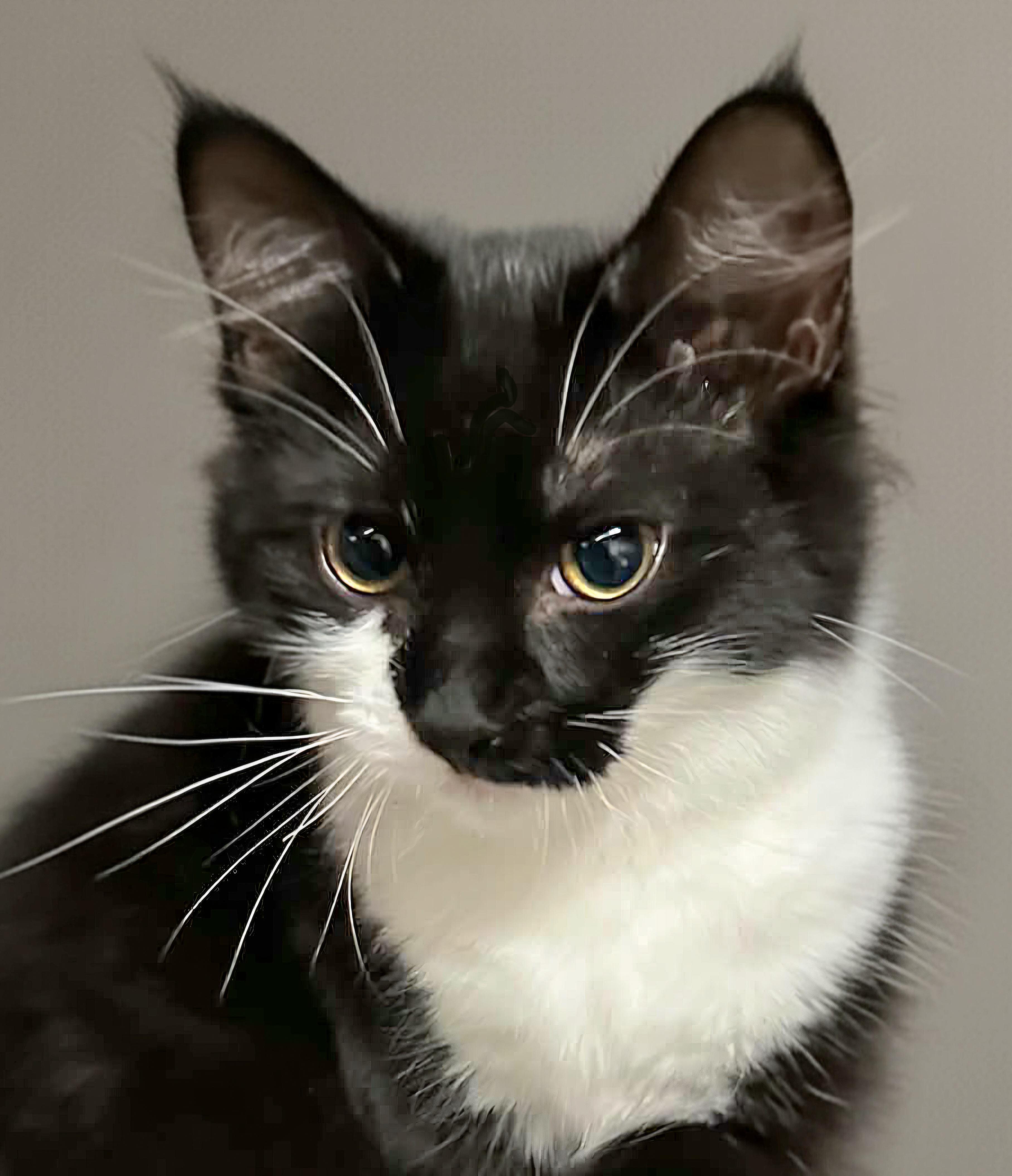 Rosemary, adopted, Kitten Female Tuxedo.