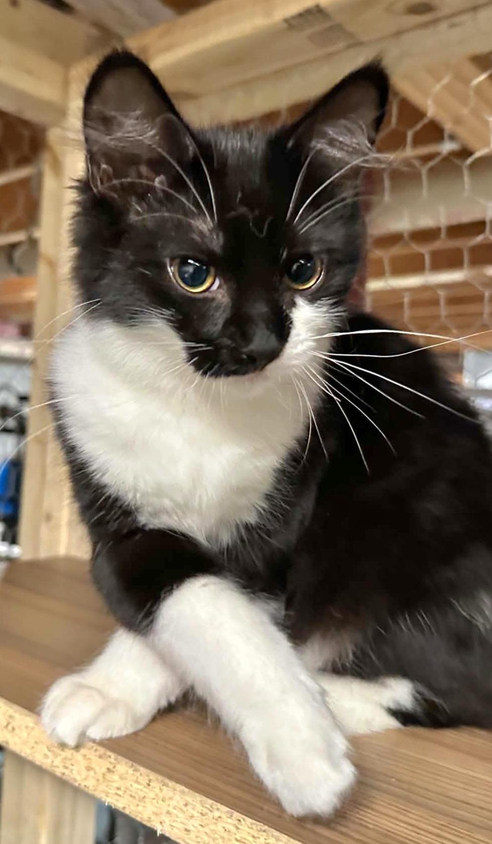 Enlarge Rosemary, an adopted Tuxedo in Attleboro, MA image 4/4