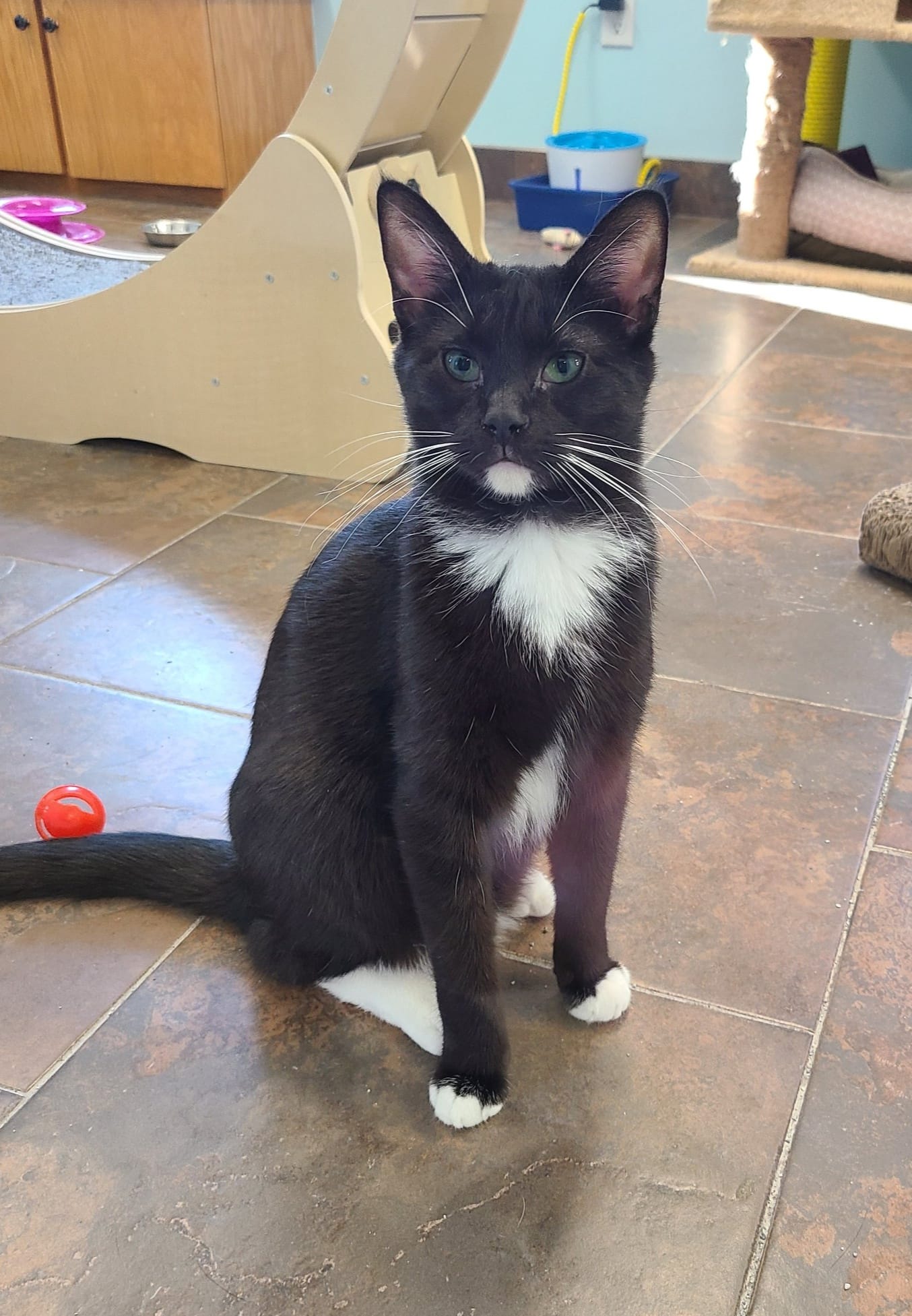 Cito, Adoptable, Young Male Domestic Short Hair.