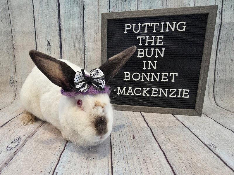 Enlarge Mackenzie, a Adoptable Californian in Columbus, OH image 1/2