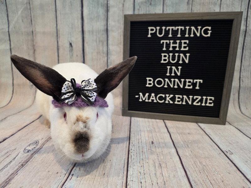 Enlarge Mackenzie, a Adoptable Californian in Columbus, OH image 2/2
