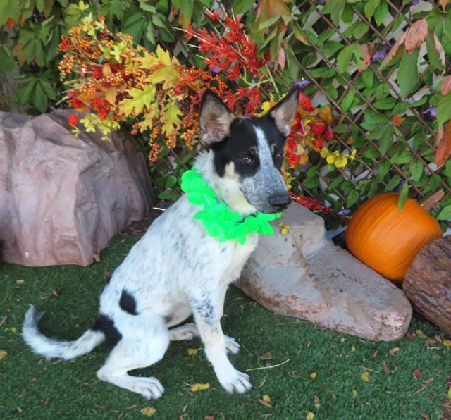 Enlarge MILO, a Adoptable mixed breed in Oklahoma City, OK image 1/1
