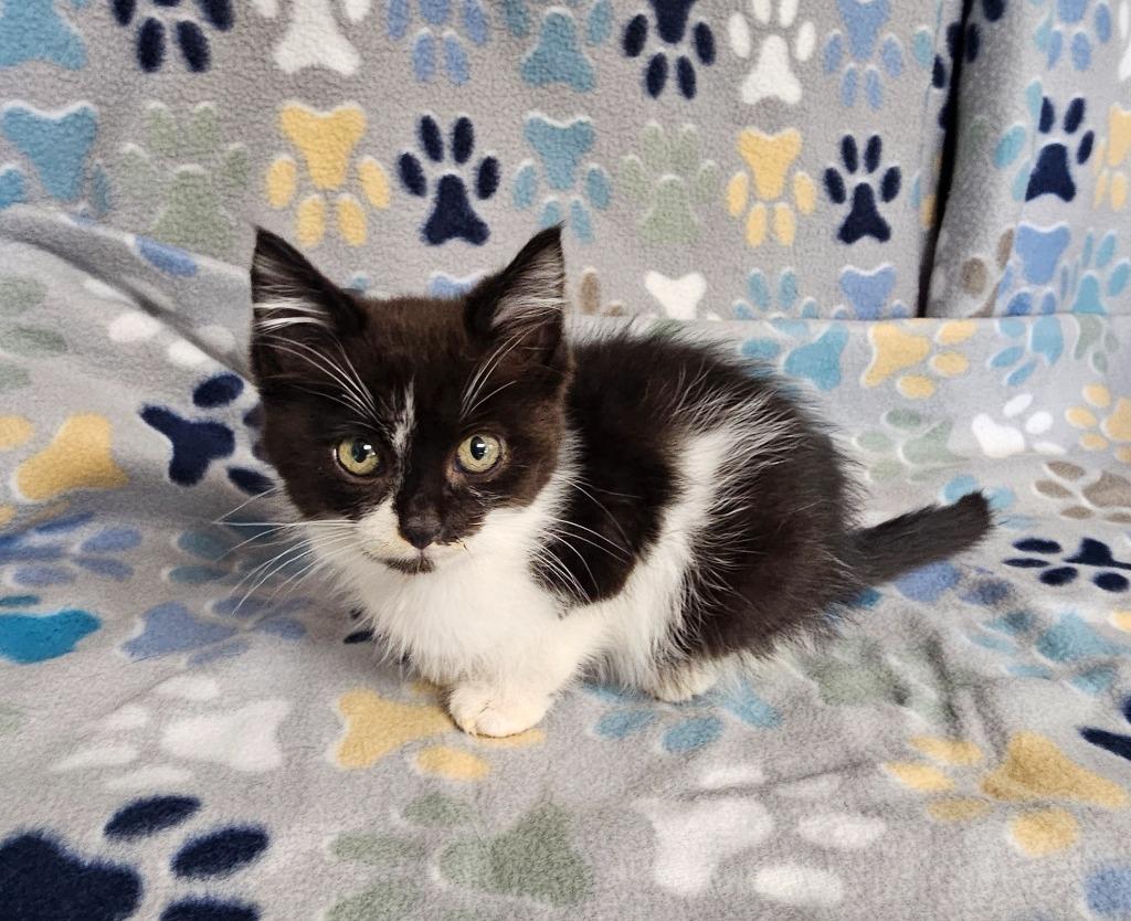 Enlarge Wilson / Jackie, a Adoptable mixed breed in Wabash, IN image 1/1