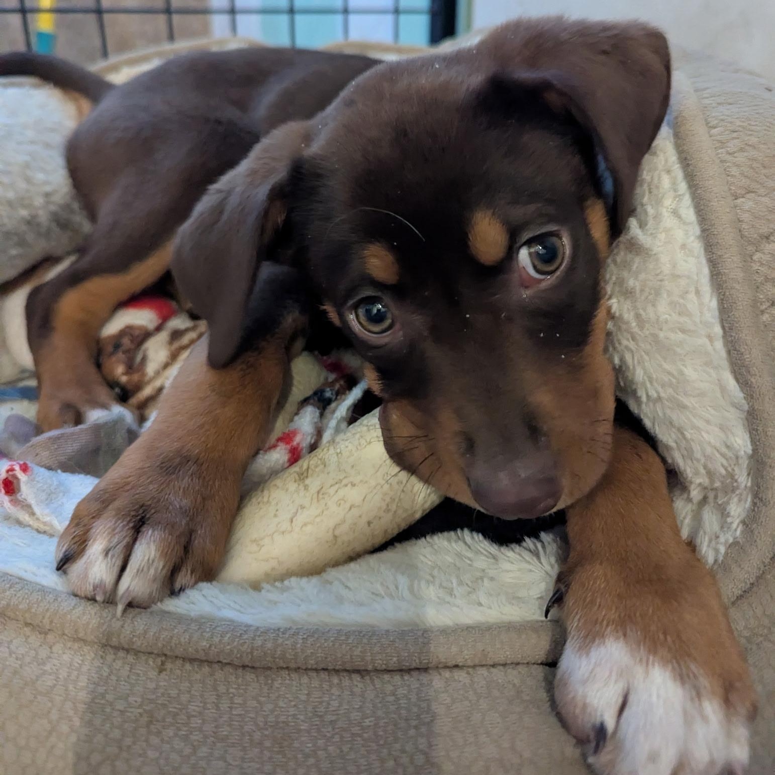 Enlarge Cheyene, a ADOPTABLE Shepherd in Hollister, MO image 4/4