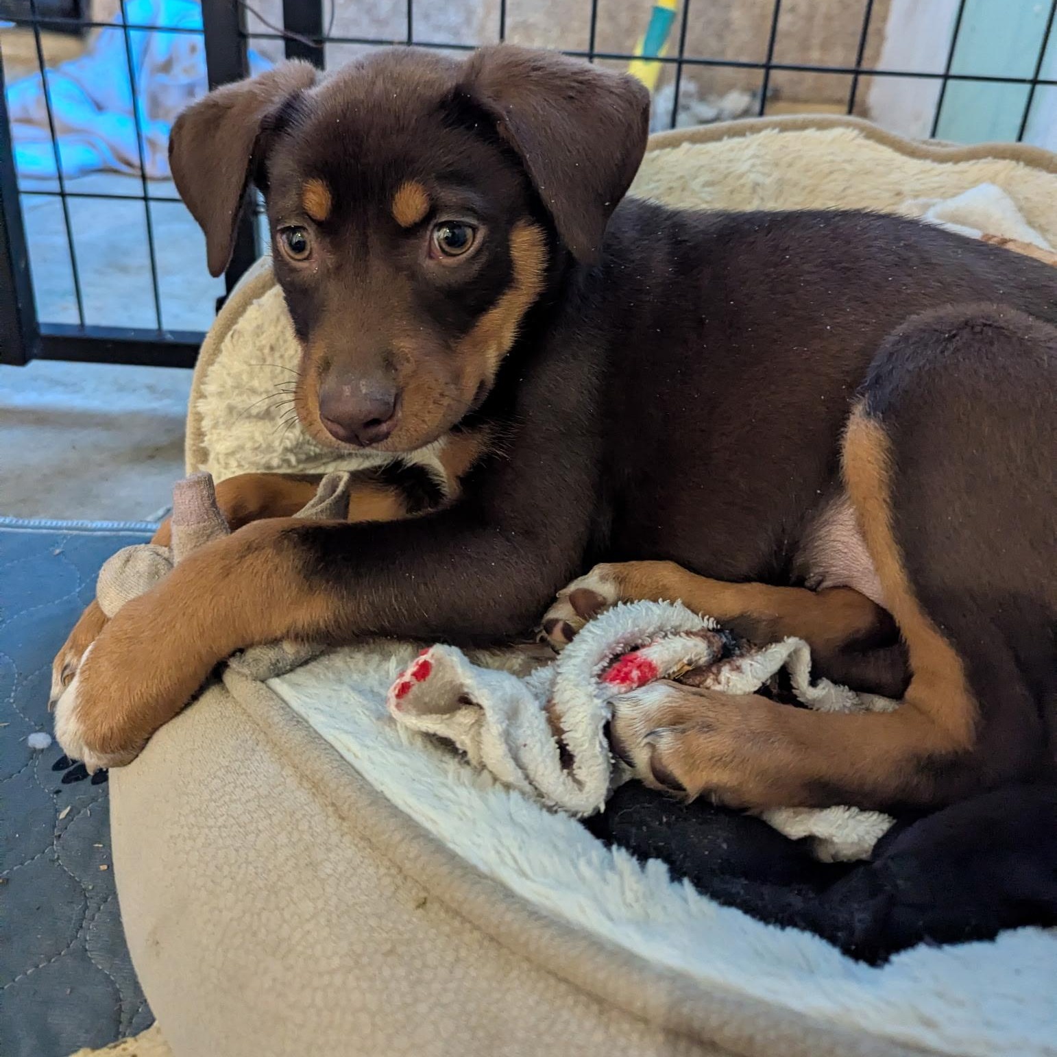 Cheyene, ADOPTABLE, Puppy Female Shepherd.