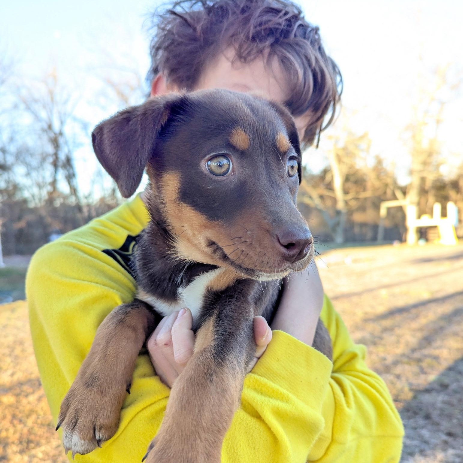 Enlarge Cheyene, a ADOPTABLE Shepherd in Hollister, MO image 2/4
