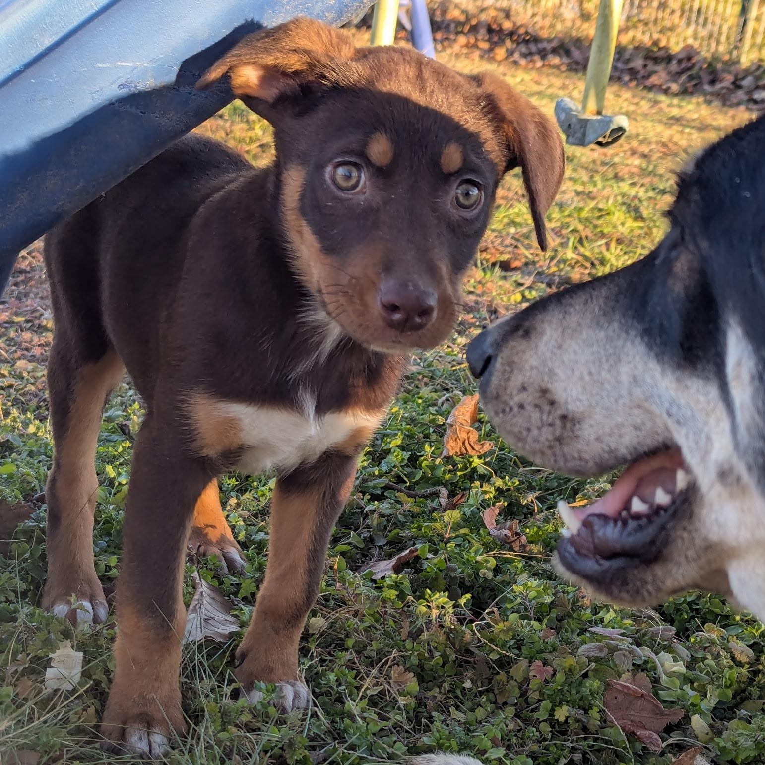 Enlarge Cheyene, a ADOPTABLE Shepherd in Hollister, MO image 3/4