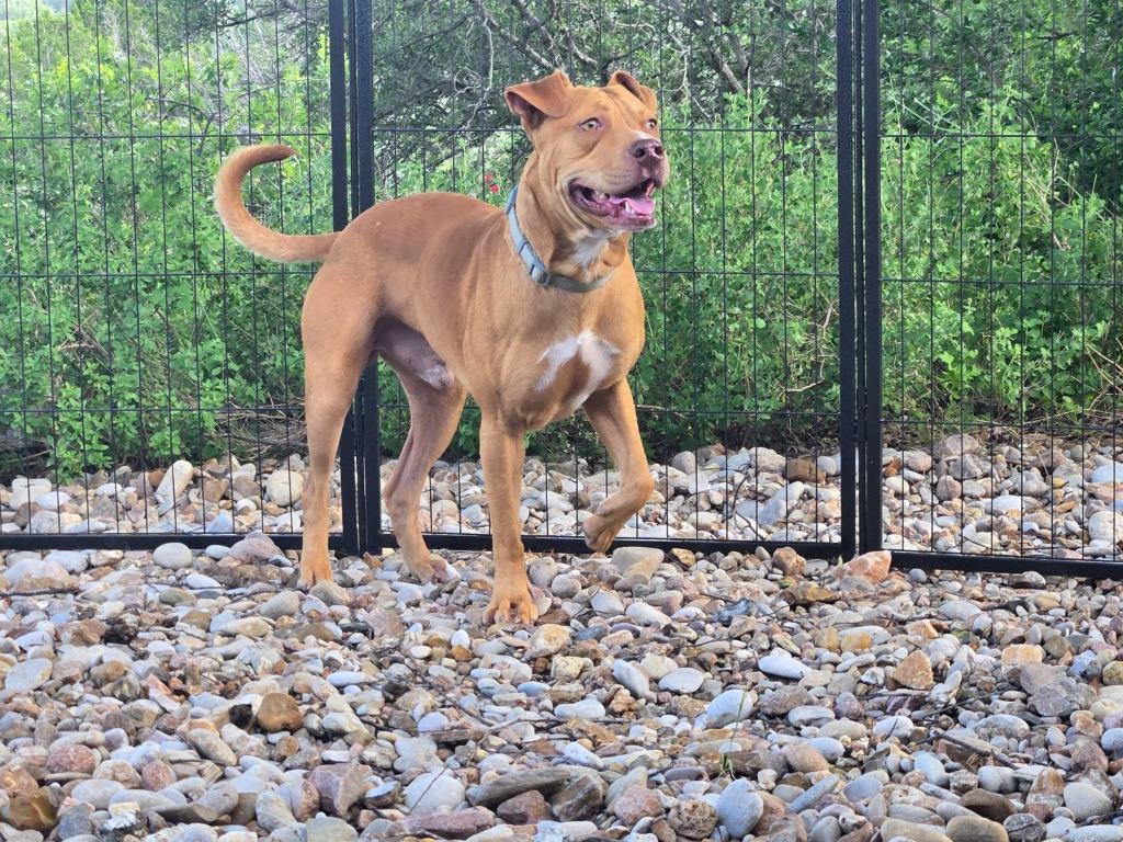 Luke Duke, a Adoptable mixed breed in Junction, TX image 1/6