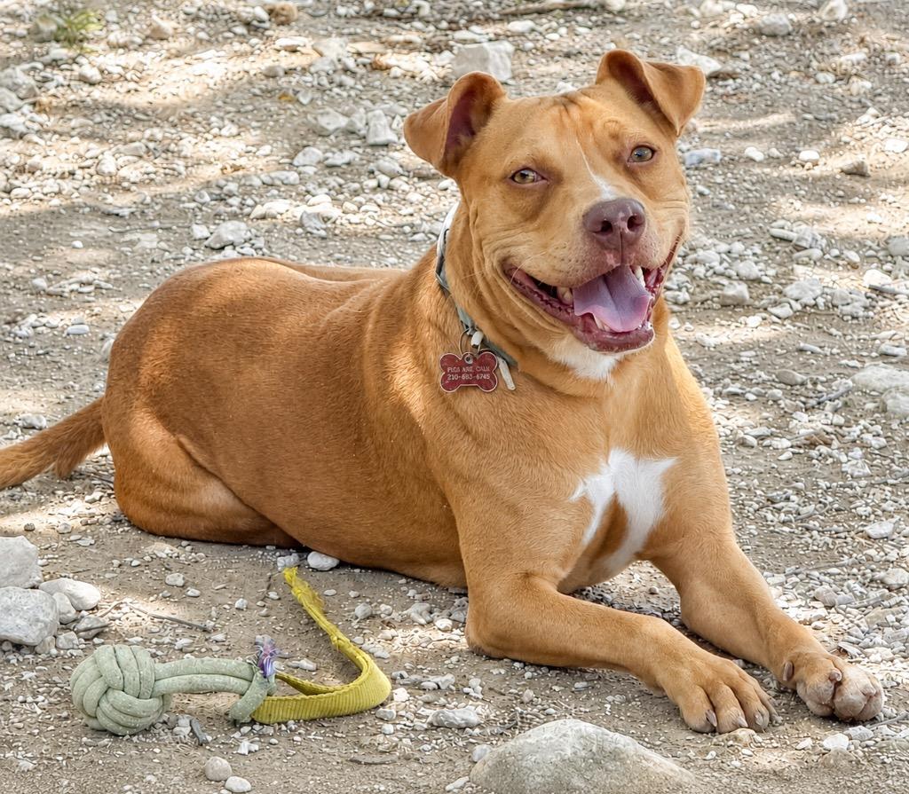 Luke Duke, a Adoptable mixed breed in Junction, TX image 2/6