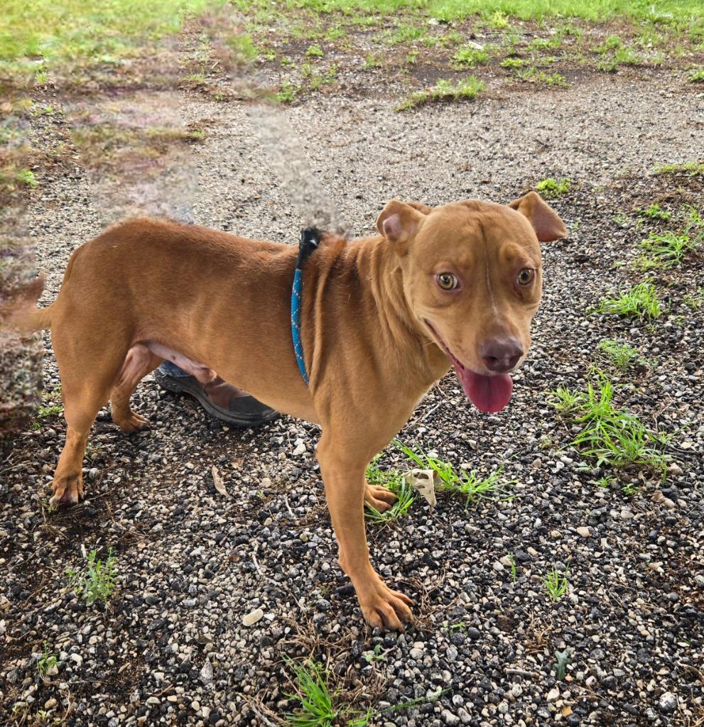 Luke Duke, a Adoptable mixed breed in Junction, TX image 1/3