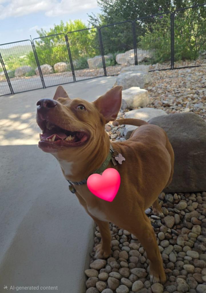 Luke Duke, a Adoptable mixed breed in Junction, TX image 3/6