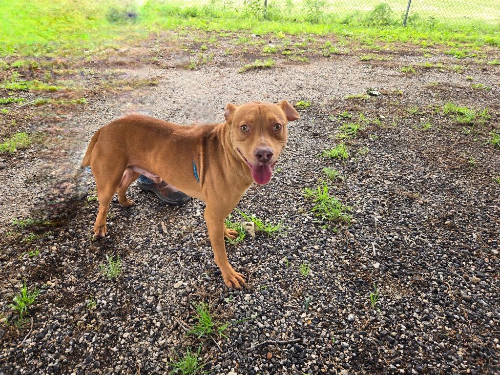 Luke Duke, a Adoptable mixed breed in Junction, TX image 2/3