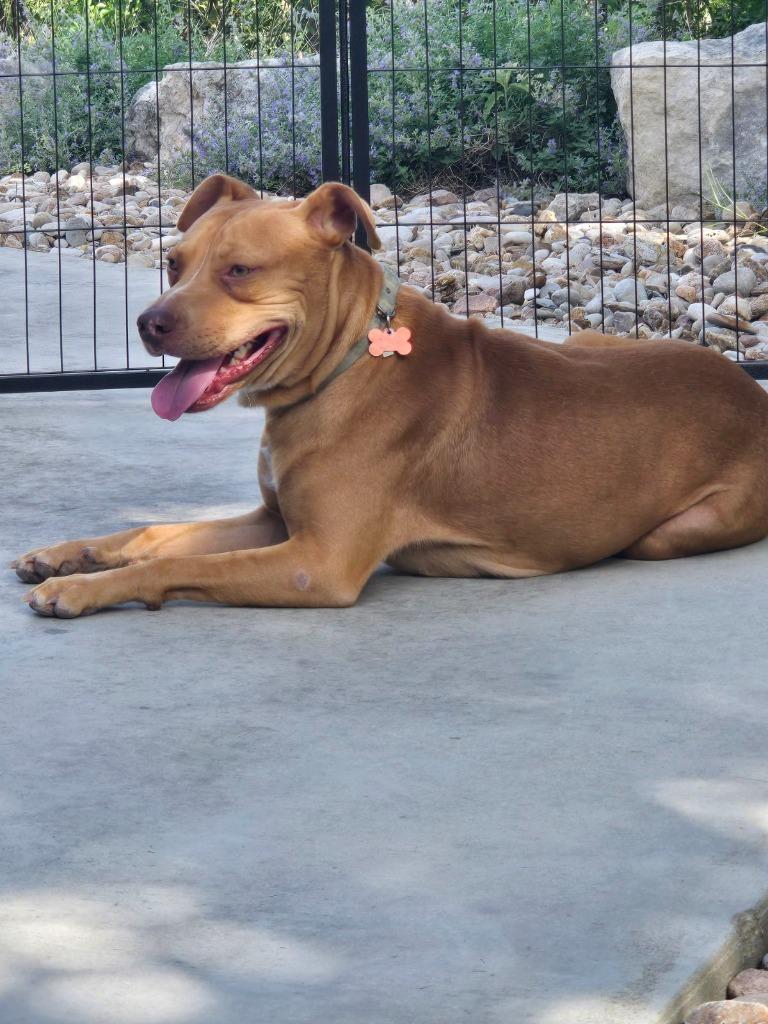 Luke Duke, a Adoptable mixed breed in Junction, TX image 4/6