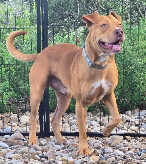Luke Duke, a Adoptable mixed breed in Junction, TX image 5/6
