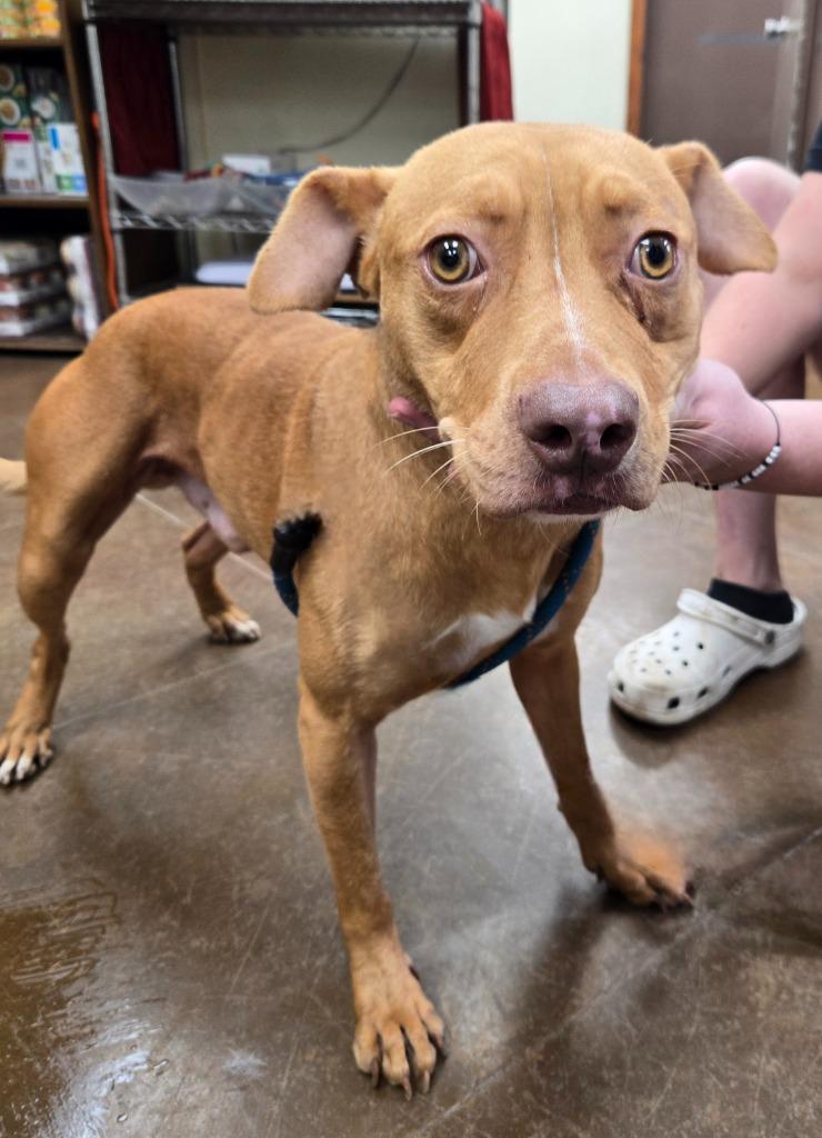 Luke Duke, a Adoptable mixed breed in Junction, TX image 3/3