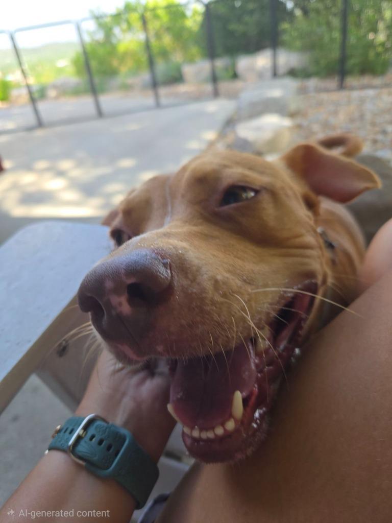 Luke Duke, a Adoptable mixed breed in Junction, TX image 6/6