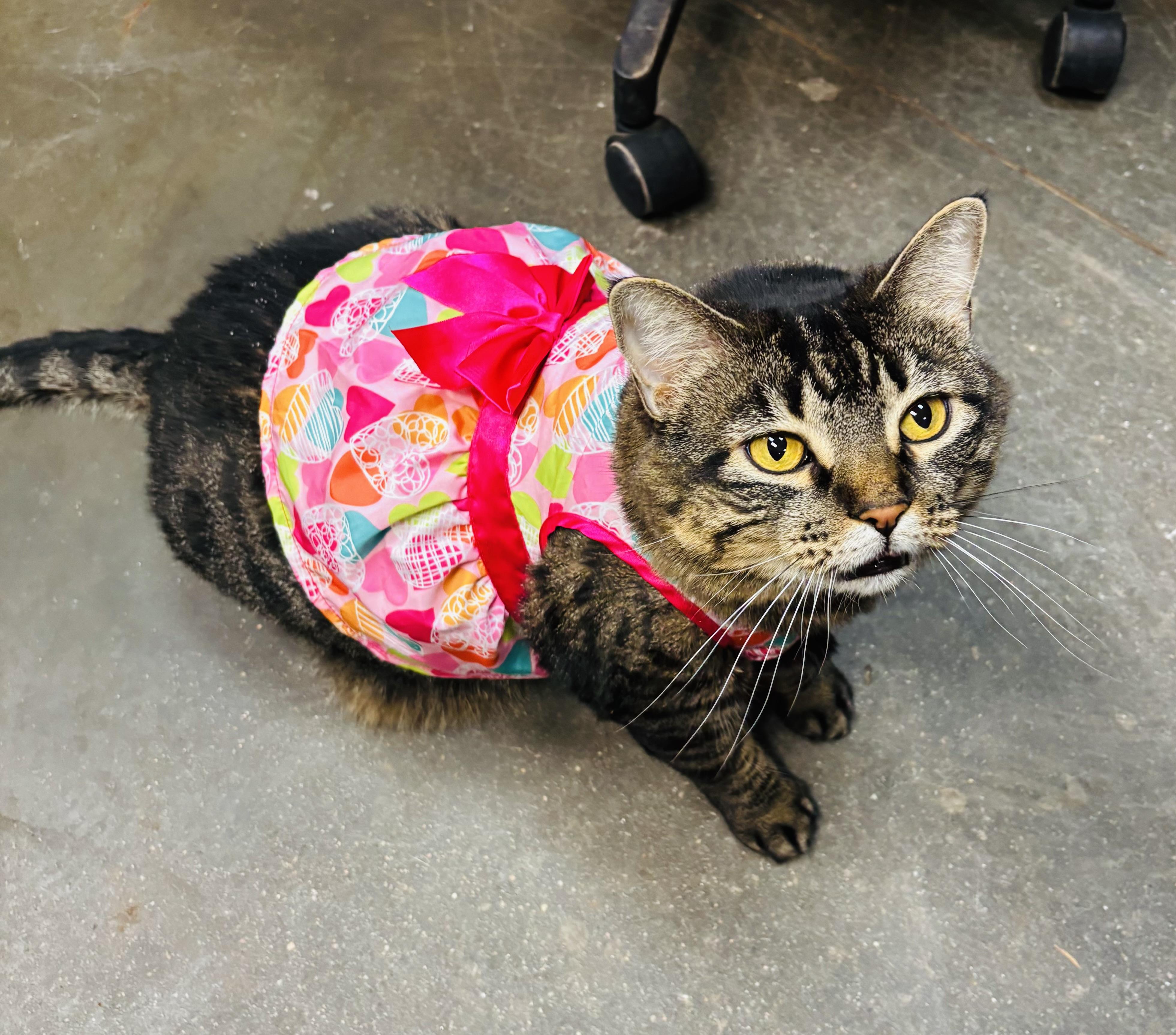 Piper, ADOPTABLE, Senior Female Domestic Short Hair.