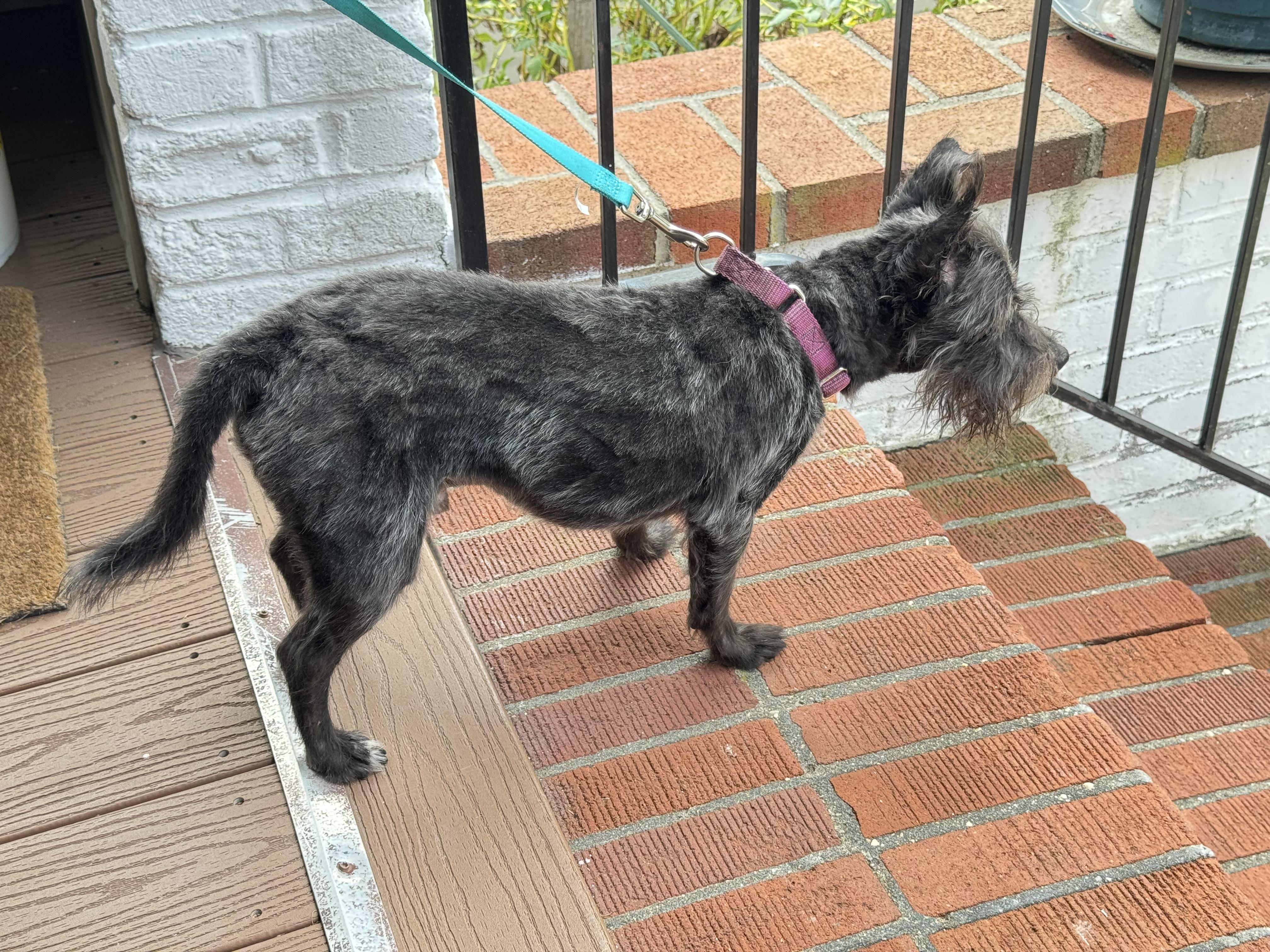 Georgie, Adoptable, Senior Male Miniature Schnauzer.