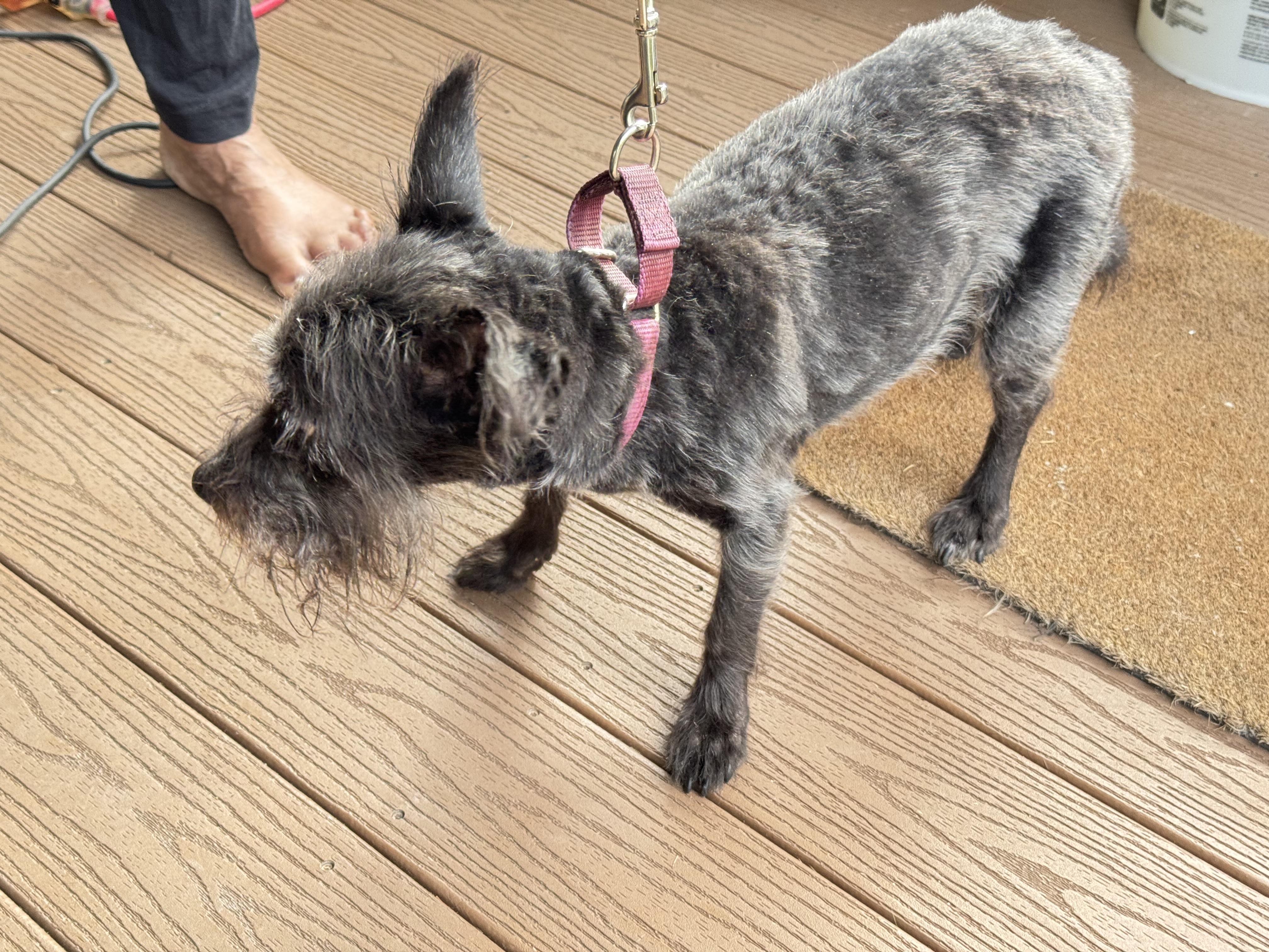 Georgie, a Adoptable mixed breed in Baldwin, NY image 3/3