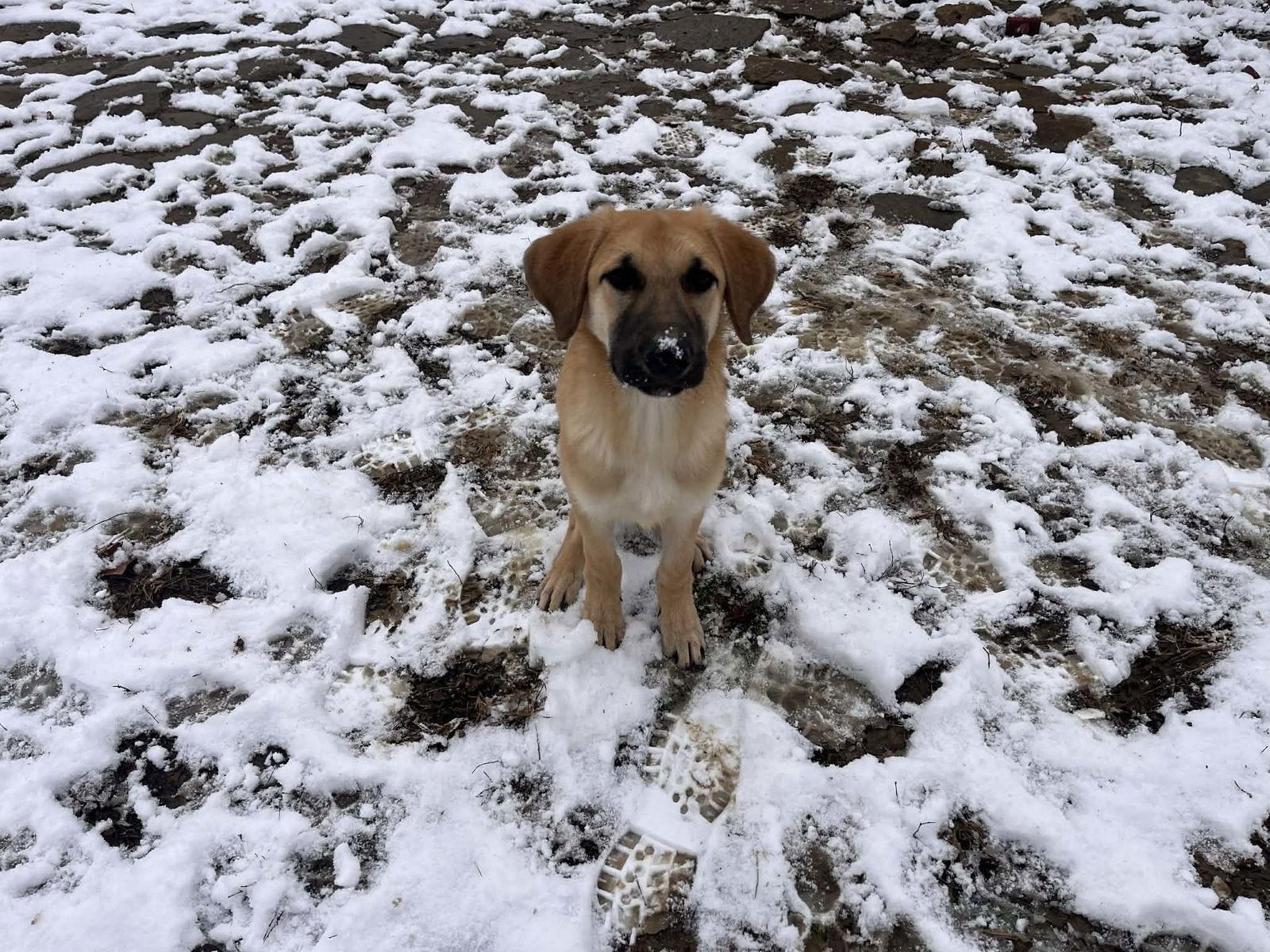 Pretzel, Adoptable, Young Male Anatolian Shepherd.