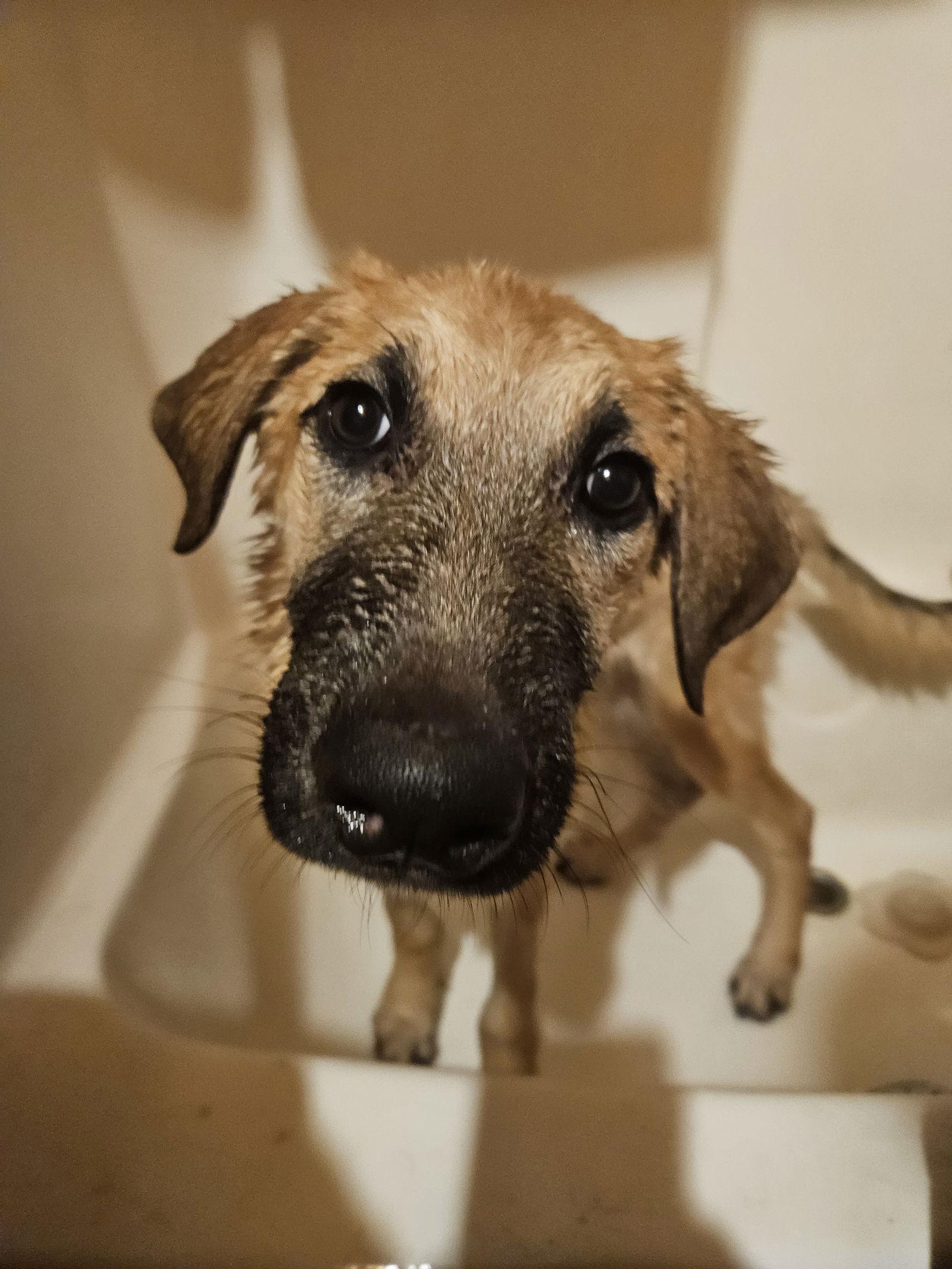 Enlarge Pretzel, a Adoptable Anatolian Shepherd in Louisville, KY image 2/3
