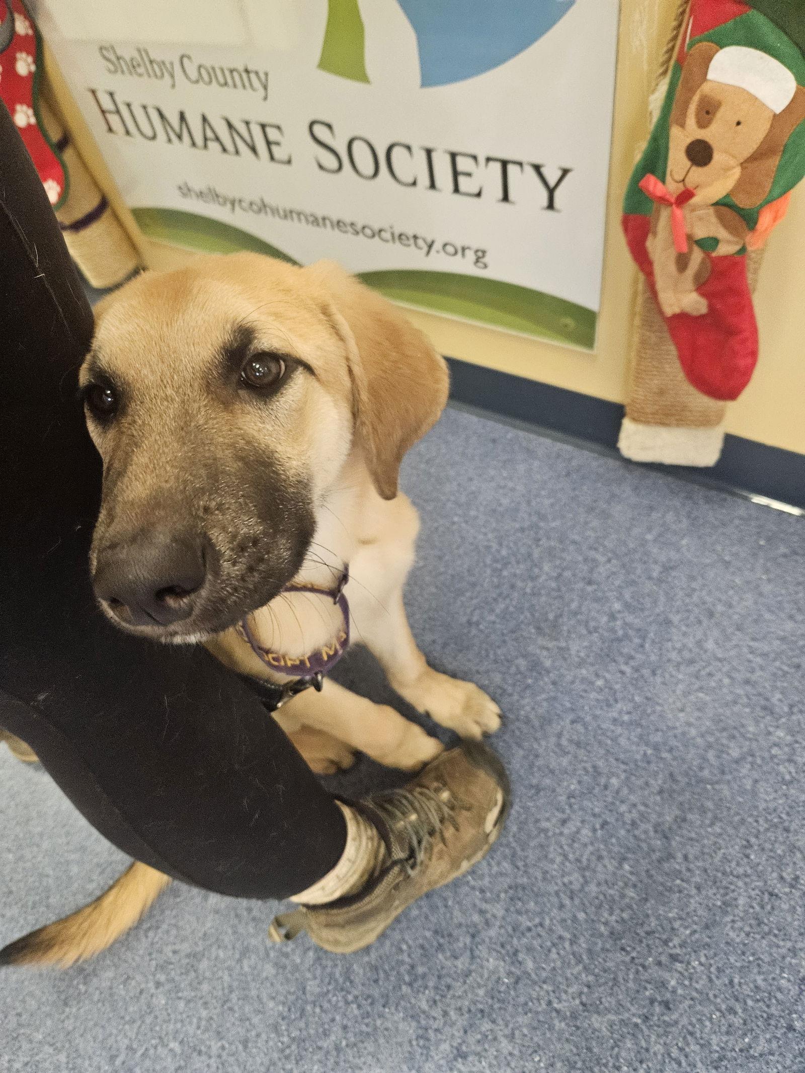Enlarge Pretzel, a Adoptable Anatolian Shepherd in Louisville, KY image 3/3