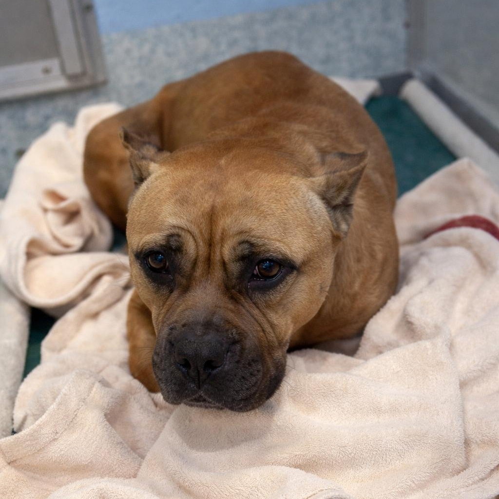 Enlarge Kona, an adopted mixed breed in Stafford, VA image 1/1