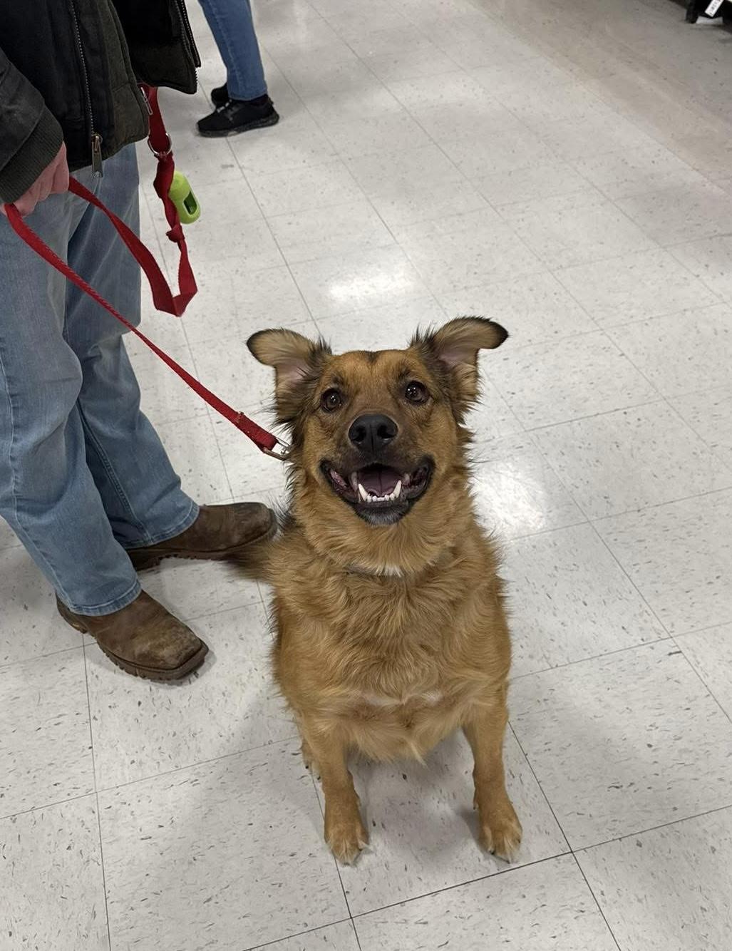 Enlarge Lance, a ADOPTABLE mixed breed in Louisville, KY image 1/1