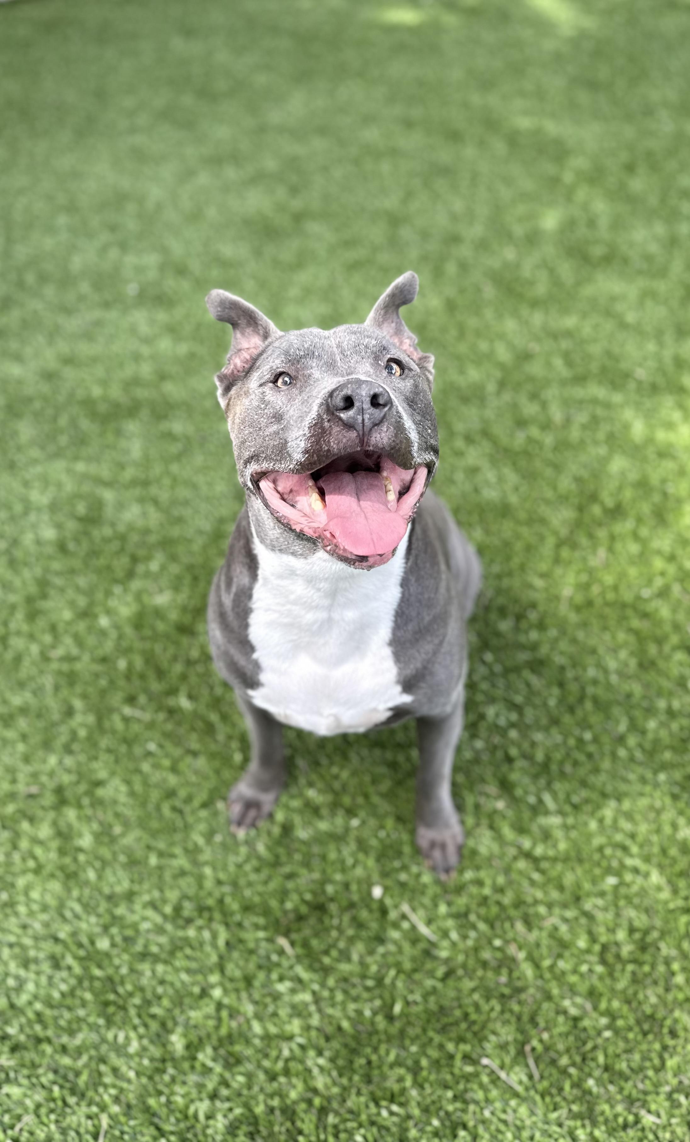 Enlarge Diesel, a Adoptable American Staffordshire Terrier in Billings, MT image 5/5