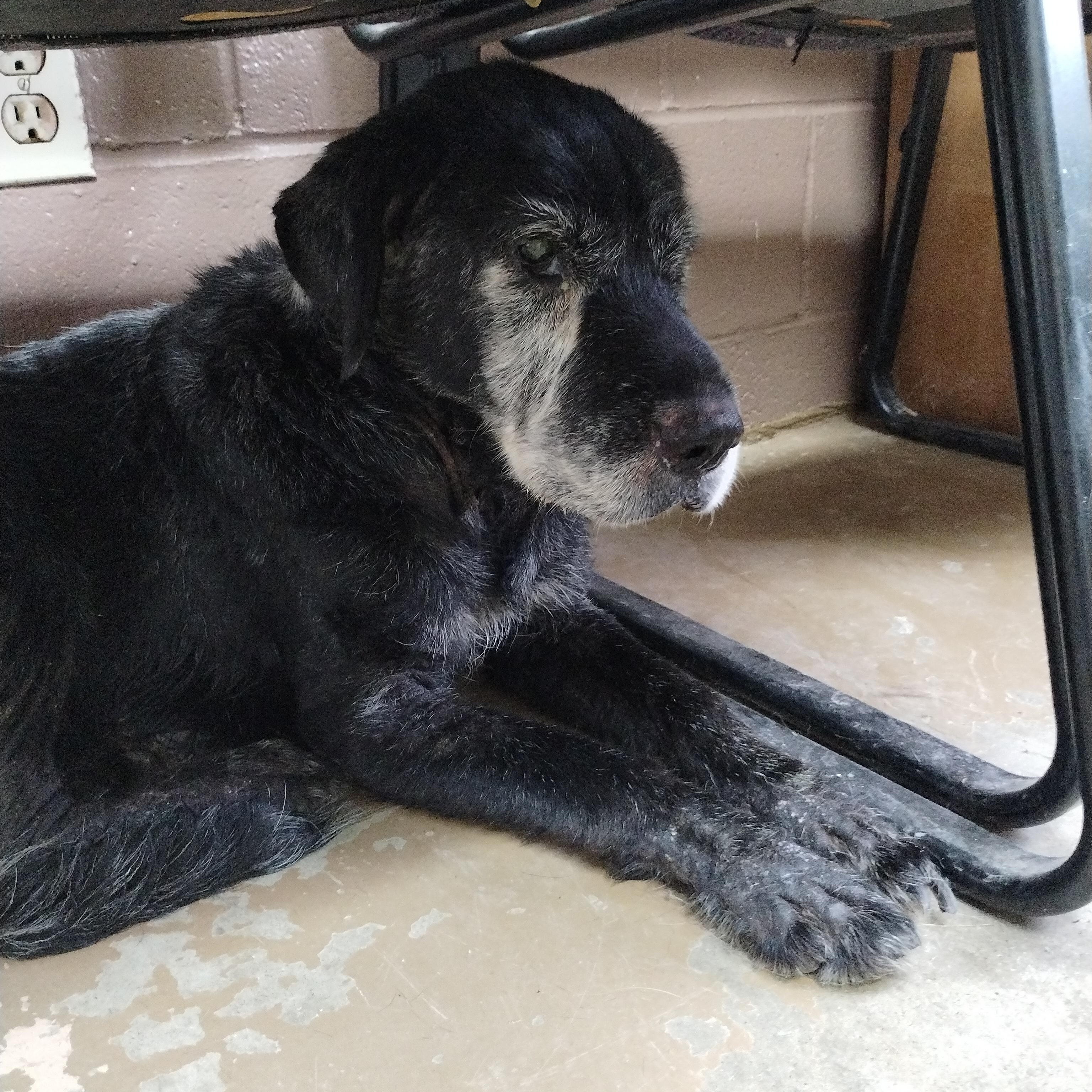 25-087 Available 6-30-25, an adoptable Schnauzer in Carrollton, OH, 44615 | Photo Image 3