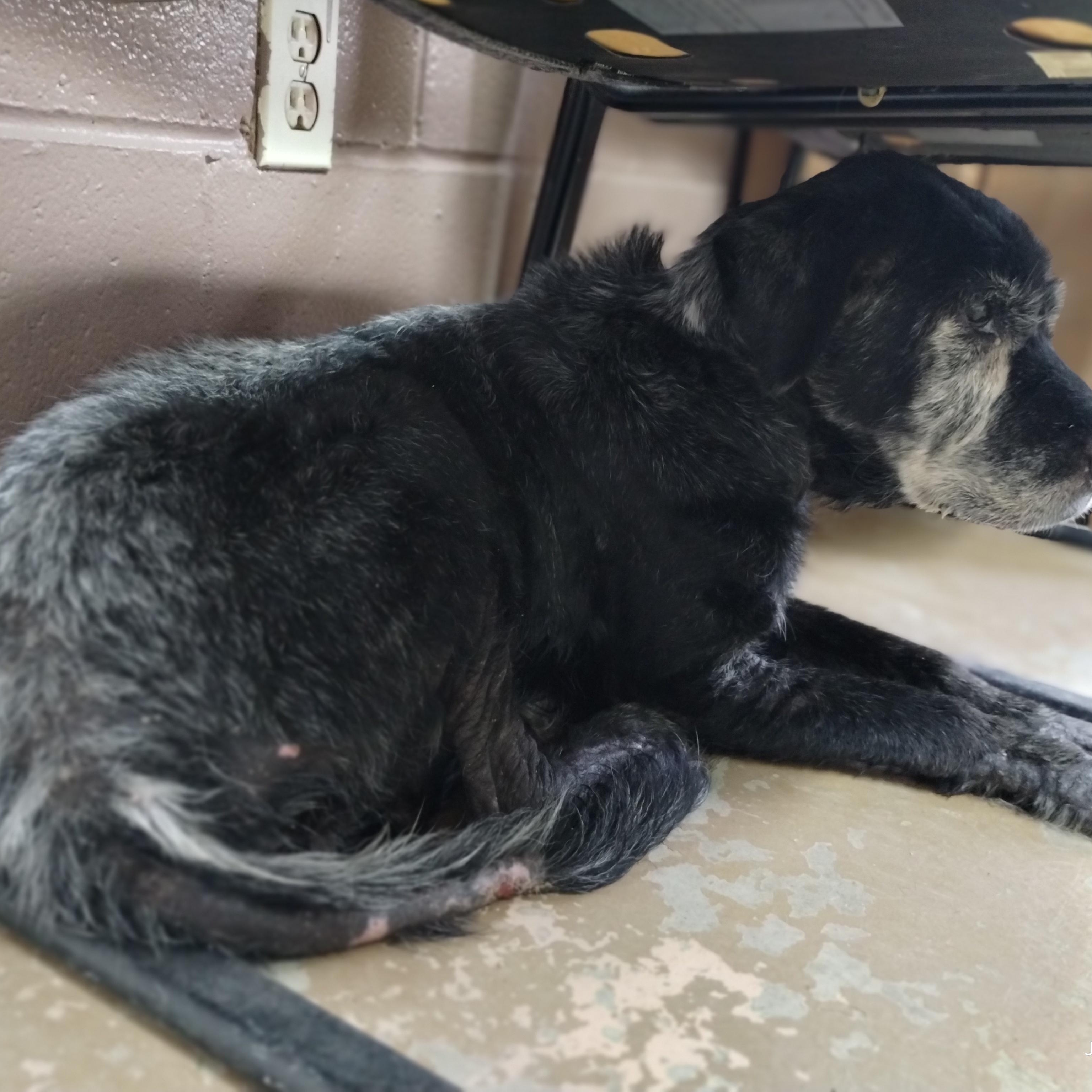 25-087 Available 6-30-25, an adoptable Schnauzer in Carrollton, OH, 44615 | Photo Image 2