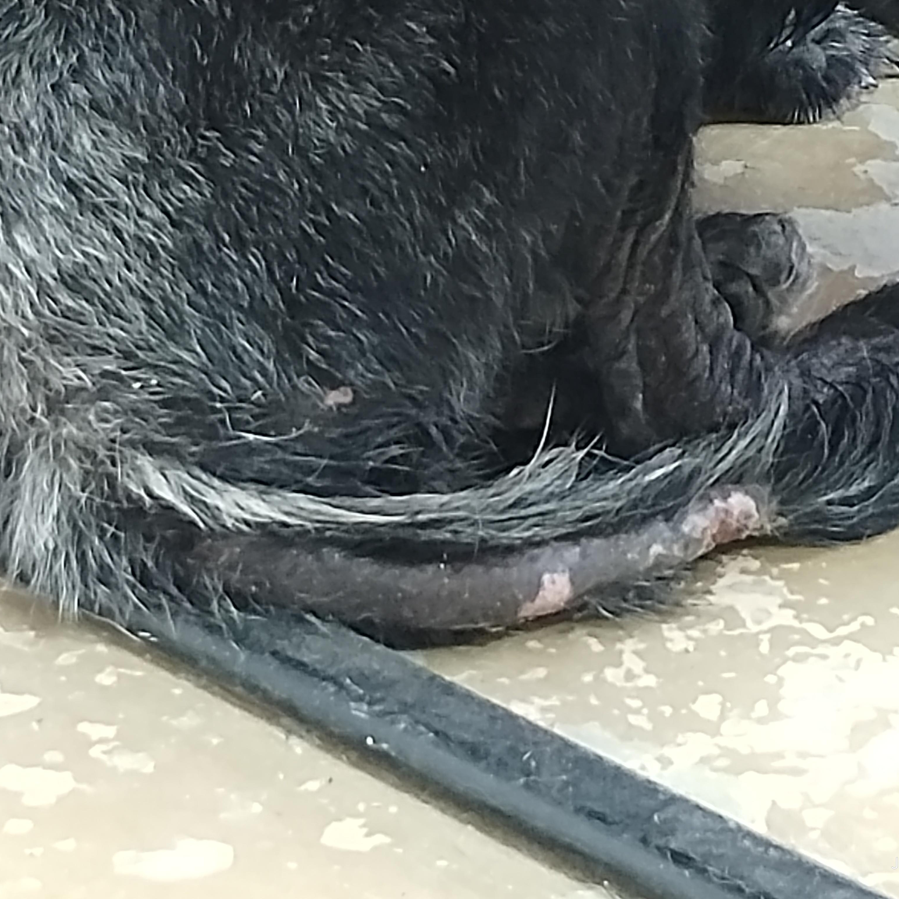 25-087 Available 6-30-25, a Adoptable mixed breed in Carrollton, OH image 4/4