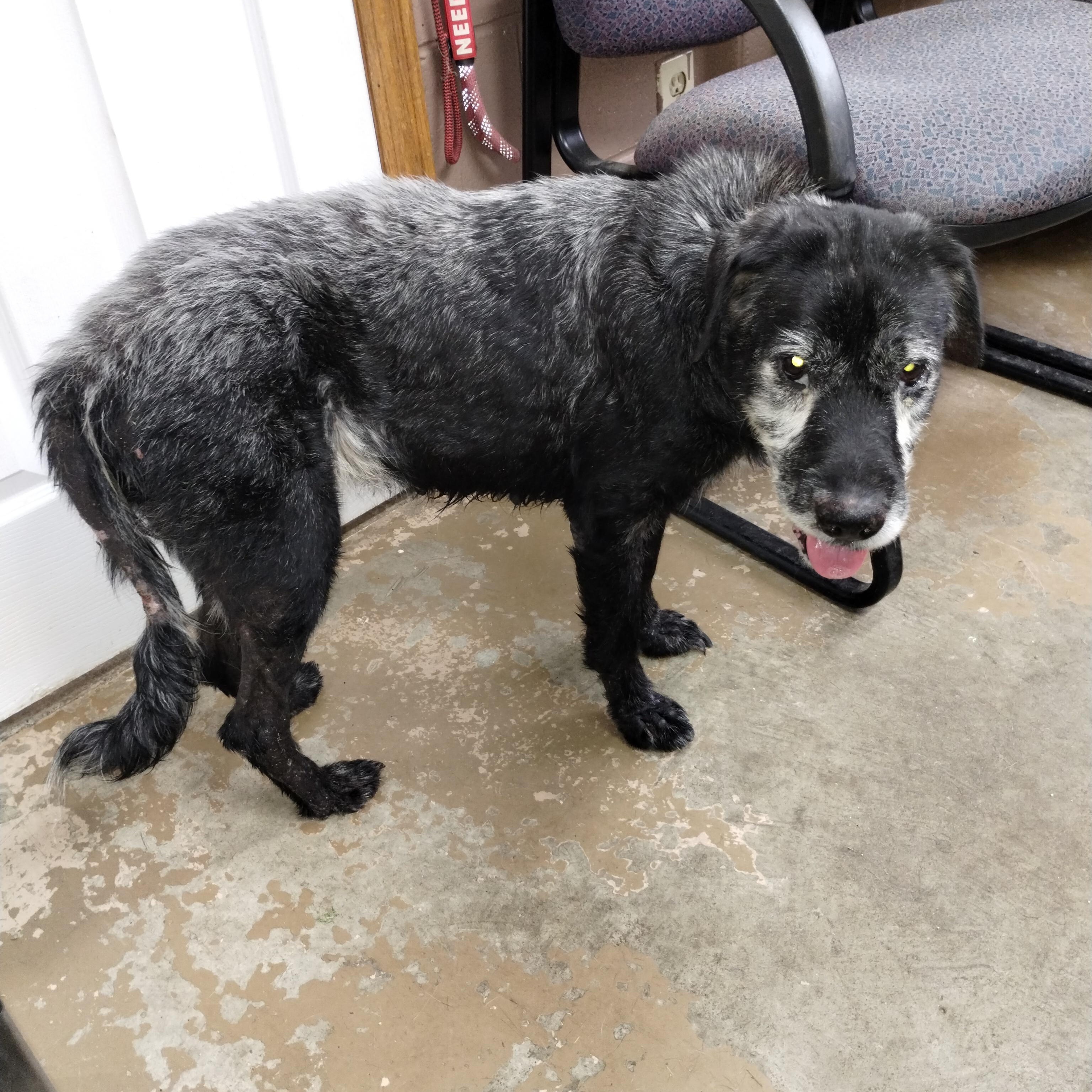 25-087 Available 6-30-25, a Adoptable mixed breed in Carrollton, OH image 1/4