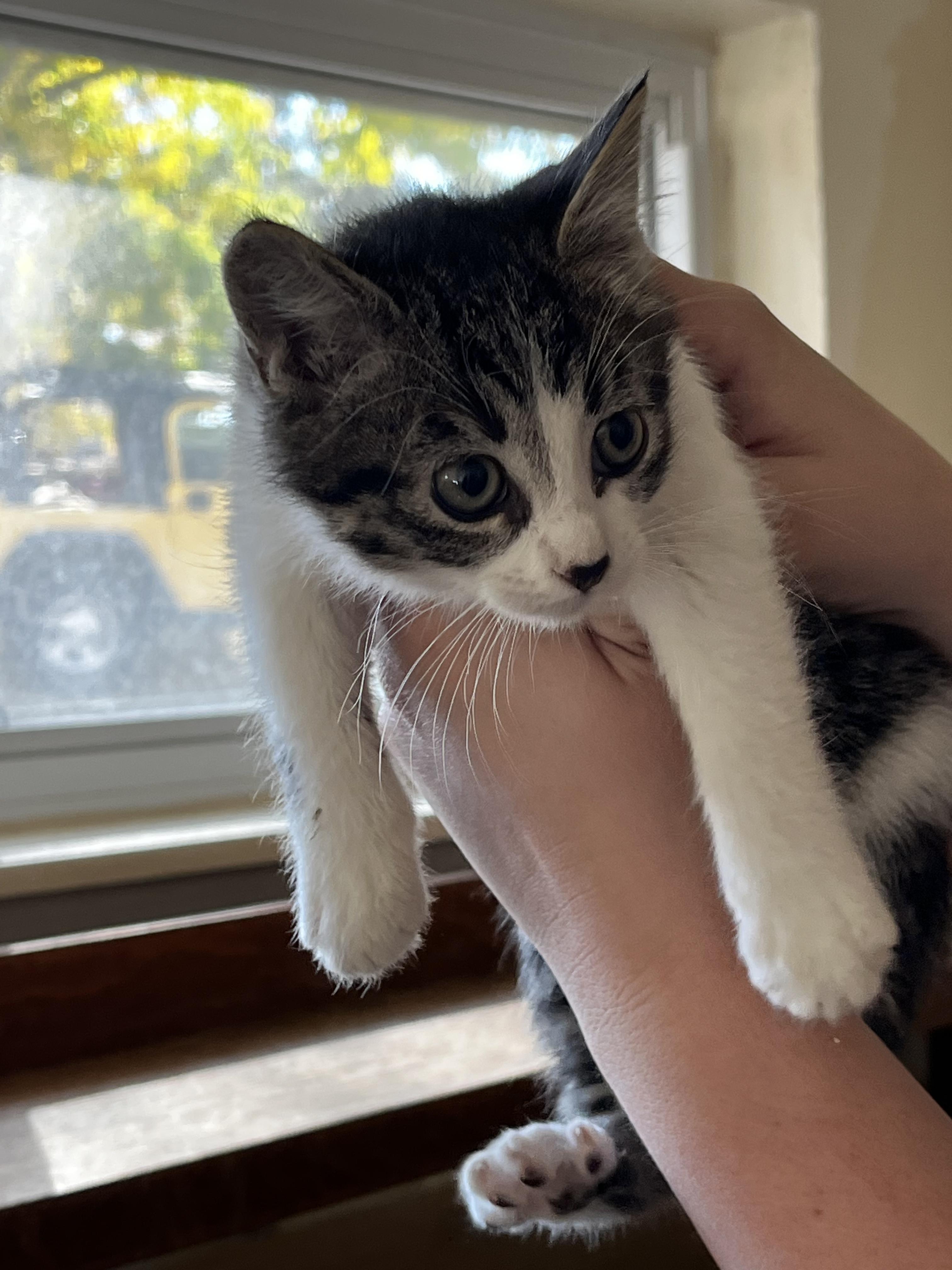 Enlarge Betty, a Adoptable mixed breed image 3/3