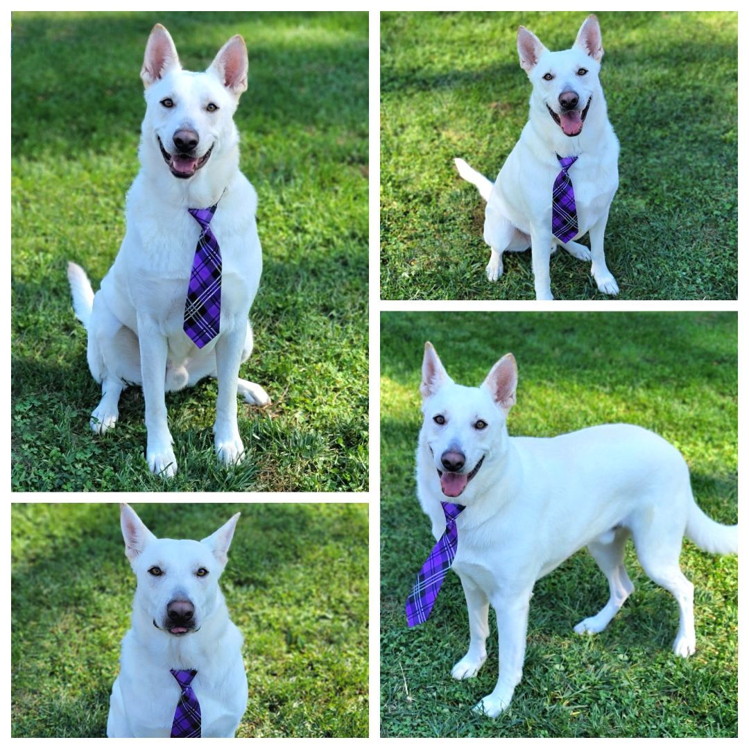 Zeus, Adopted, Adult Male German Shepherd Dog.