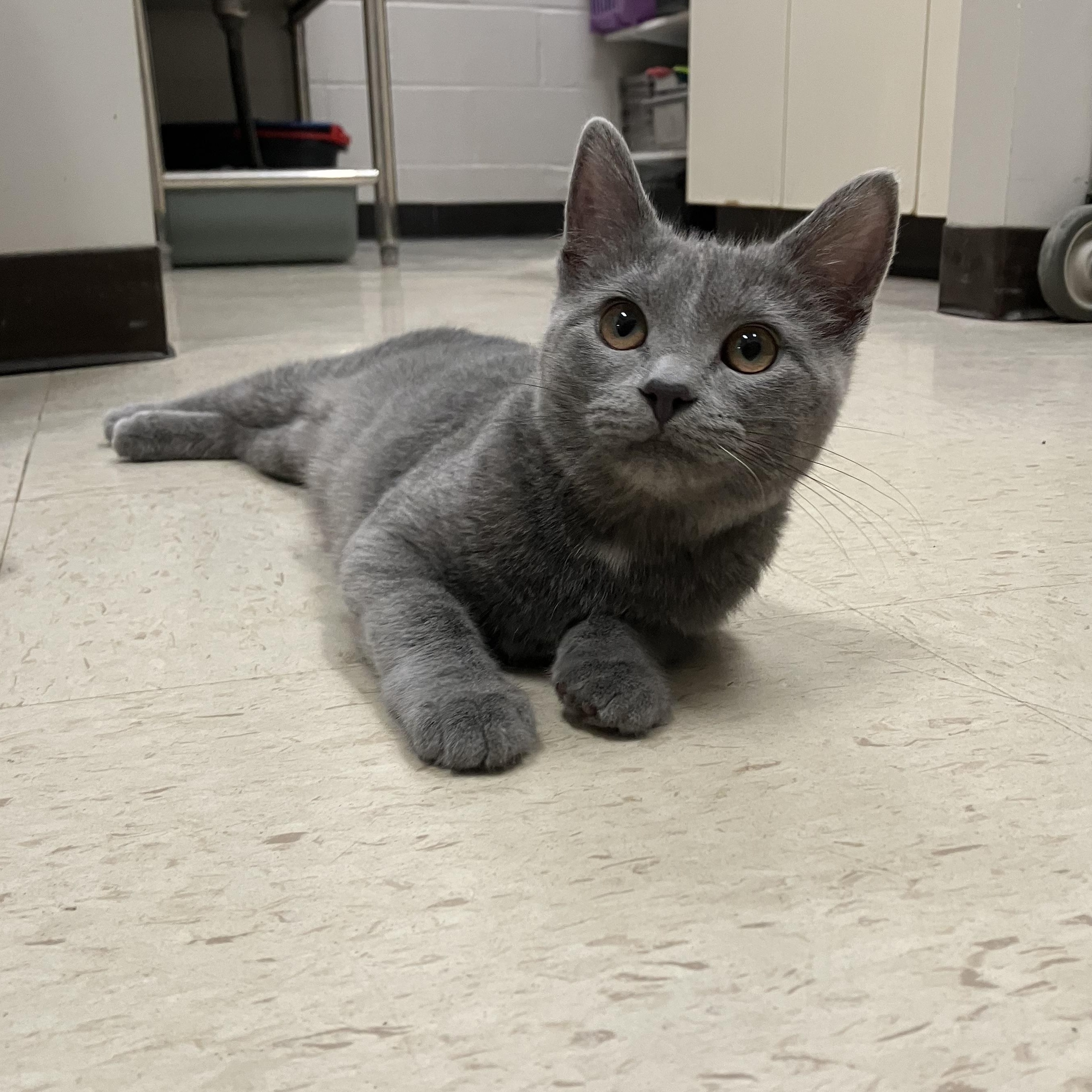 Connie, Adoptable, Kitten Female Domestic Short Hair.