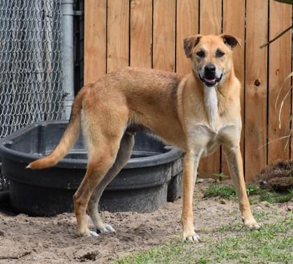 Enlarge Howie, a ADOPTABLE mixed breed in Inverness, FL image 2/2