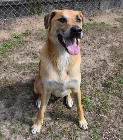 Enlarge Howie, a ADOPTABLE mixed breed in Inverness, FL image 1/2
